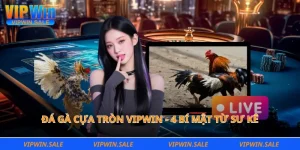 Đá gà cựa tròn Vipwin - 4 bí mật từ sư kê